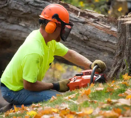 tree services Southaven